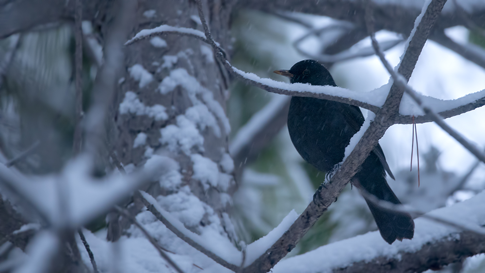 Eurasian Blackbird